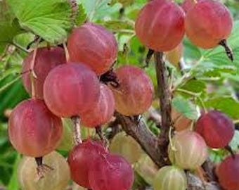 5 Pixwell Gooseberry Plant: Ribes Uva-Crispa Starter Plant