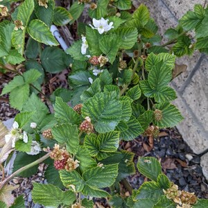 May include: Close-up of a blackberry plant with green leaves and developing berries. Some berries are red, while others are still green. White flowers are also visible, indicating the plant is in bloom. The plant is growing near a stone wall.