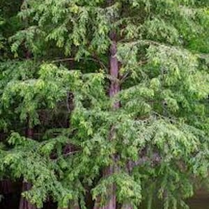 May include: A group of cypress trees with green foliage and exposed roots growing in a body of water.