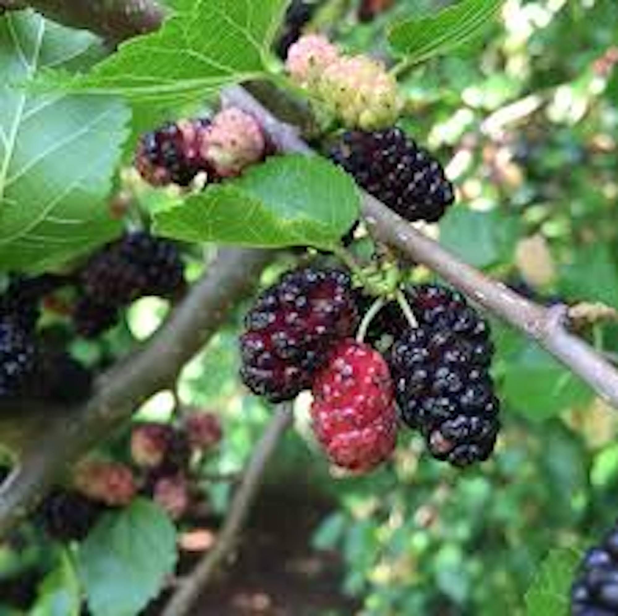 1 Red Mulberry Tree 12-24in Tall Morus rubra Bare Root Fruit Tree