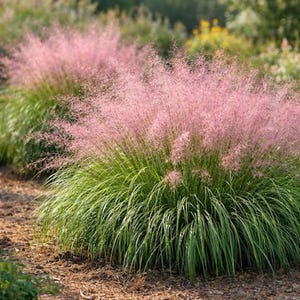 May include: A clump of Muhlenbergia capillaris, commonly known as pink muhly grass, featuring long, slender, dark green blades at the base and a dense, feathery, vibrant pink inflorescence that rises above the foliage in a cloud-like formation.