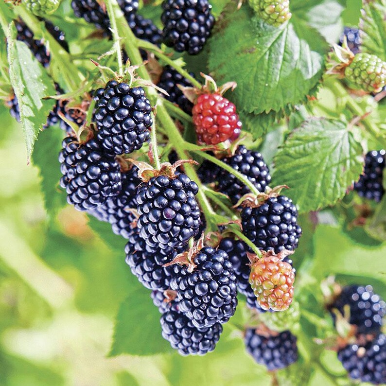 K&ouml;nnte beinhalten: Nahaufnahme eines Brombeerstrauchs mit reifen, dunkelvioletten Beeren. Einige Beeren sind noch gr&uuml;n oder rot, was auf verschiedene Reifestadien hindeutet. Die Bl&auml;tter sind gr&uuml;n, und das Bild ist gut beleuchtet, wodurch die Details der Fr&uuml;chte hervorgehoben werden.