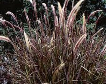 1 Red Fountain Grass Plant: Perennial Ornamental Grass, Fall Color