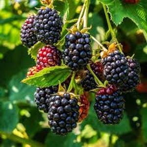 May include: A close-up of a cluster of ripe blackberries hanging from a vine. The berries are dark purple and have a glossy sheen. Some of the berries are partially red, indicating they are still ripening.
