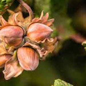 1 American Hazelnut Tree 12-24in Tall Corylus americana Native Bare Root Tree