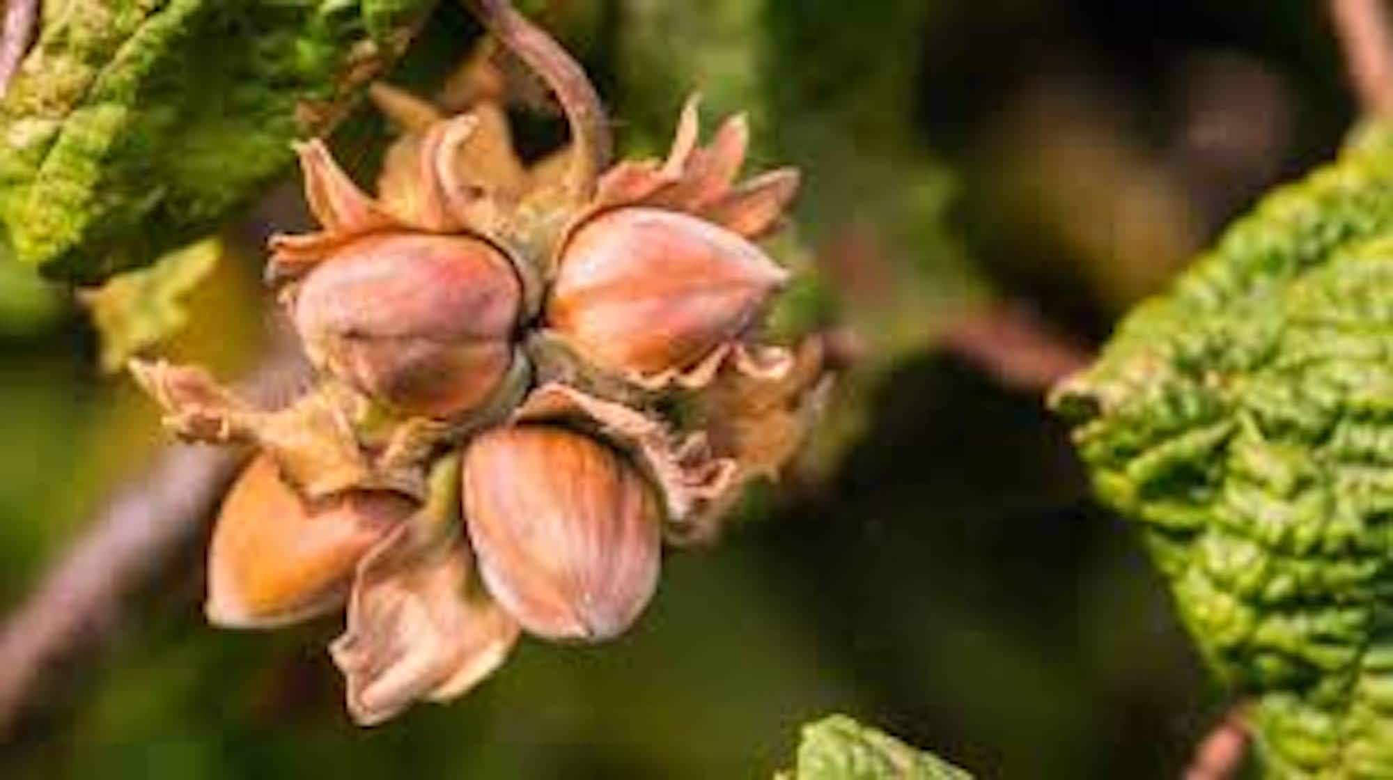 3 American Hazelnut Tree 12-24in Tall Corylus americana Native Bare Root Tree