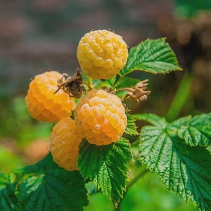 May include: Close-up of ripe, golden yellow raspberries on a green leafy branch. The berries are clustered together, showcasing their textured surface. The leaves are a vibrant green, creating a natural and fresh aesthetic.