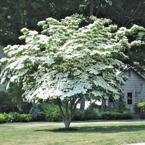 May include: A mature tree with a full canopy of white blossoms. The tree's trunk is visible, and it is surrounded by green grass. Houses and other trees are in the background.