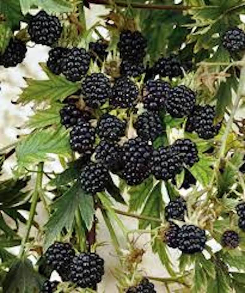 May include: Close-up of a blackberry bush laden with ripe, dark purple berries. The berries are clustered together, surrounded by green leaves and stems. The image showcases the natural beauty of the fruit.