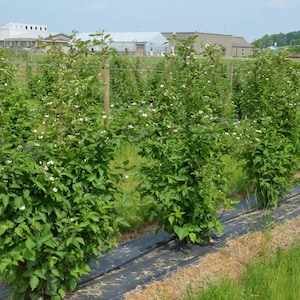 K&ouml;nnte beinhalten: Reihen von gr&uuml;nen Brombeerstr&auml;uchern mit wei&szlig;en Bl&uuml;ten, die von Holzpfosten und Dr&auml;hten in einem Feld getragen werden. Die Pflanzen wachsen auf schwarzer Kunststoffmulche, mit gr&uuml;nem Gras und Geb&auml;uden im Hintergrund.