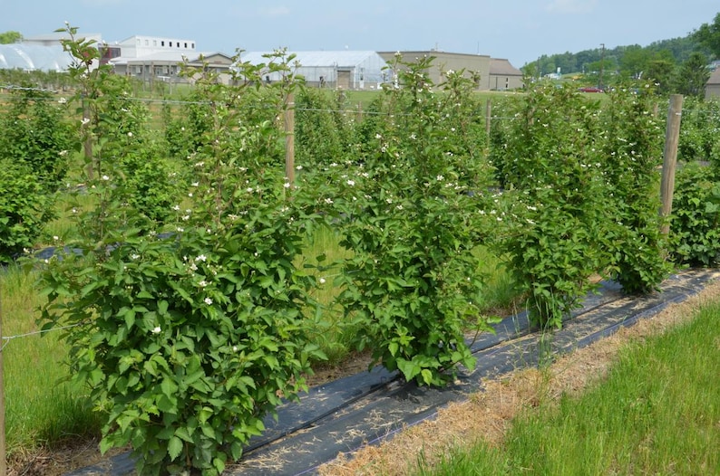 K&ouml;nnte beinhalten: Reihen von gr&uuml;nen Brombeerstr&auml;uchern mit wei&szlig;en Bl&uuml;ten, die von Holzpfosten und Dr&auml;hten in einem Feld getragen werden. Die Pflanzen wachsen auf schwarzer Kunststoffmulche, mit gr&uuml;nem Gras und Geb&auml;uden im Hintergrund.