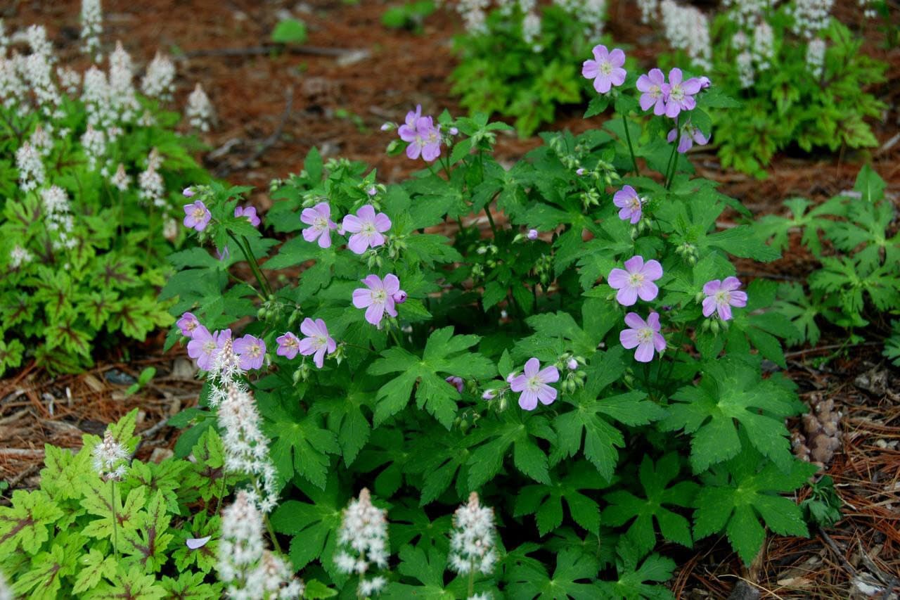100 Wild Geraniums Plants Cranesbill Geranium Maculatum Organic Bare Root  Stock Transplant - Etsy