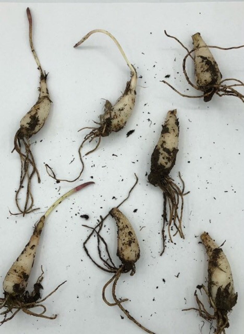 20 Wild Ramps Bulbs Only Bare Roots Wild Leeks Allium tricoccum image 10