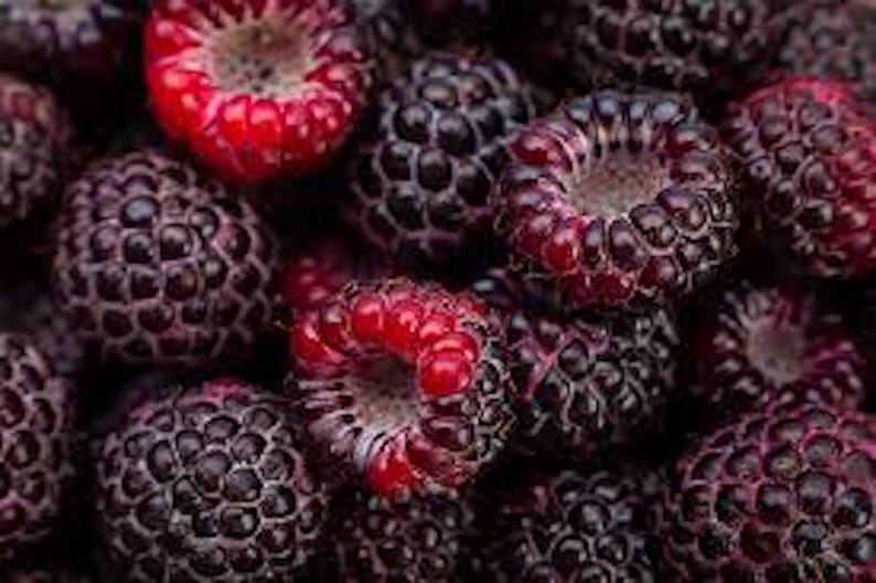 K&ouml;nnte beinhalten: Nahaufnahme einer Gruppe von schwarzen und roten Himbeeren. Die Himbeeren sind in einer Traube angeordnet, wobei einige der schwarzen Himbeeren teilweise von den roten Himbeeren verdeckt werden.