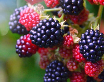 May include: Close-up of a cluster of ripe blackberries and raspberries. The blackberries are a deep, dark purple, while the raspberries are a vibrant red. The berries are attached to green stems, creating a natural and fresh appearance.