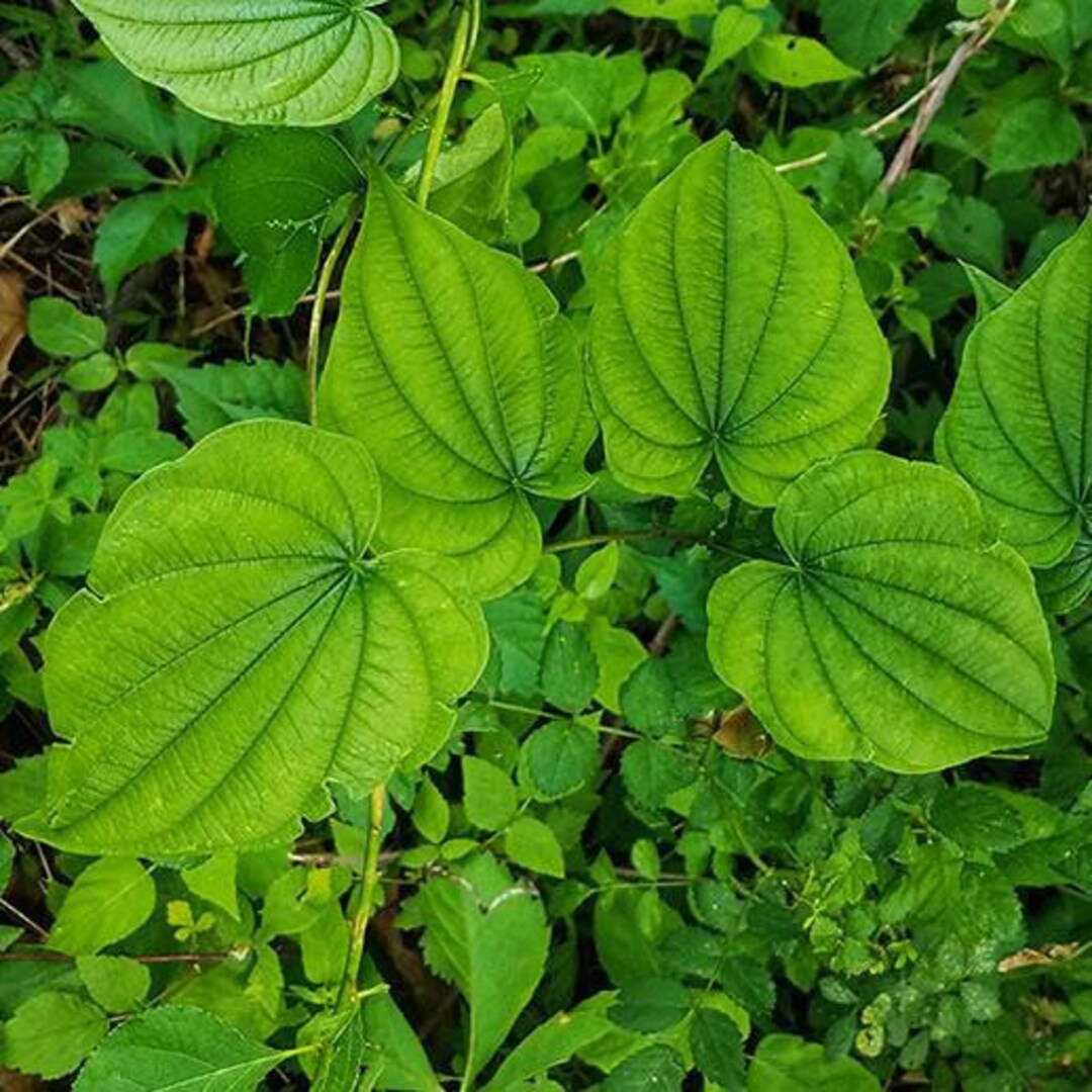 Plantas de ñame silvestre Raíces desnudas Dioscorea Villosa Bulbos de