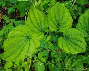 10 Wild Yam Plants Bare Roots Dioscorea Villosa Organic Perennial Vine Bulbs For Plant Native Medicinal Herb Wildflower