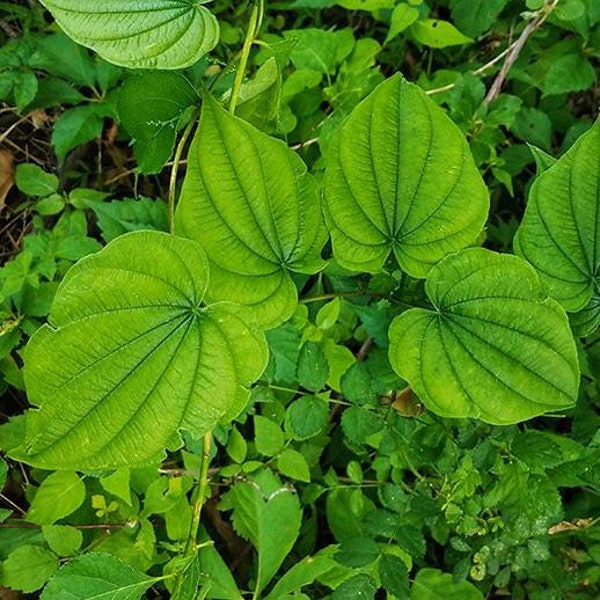 3 Wild Yam Plants Bare Roots Dioscorea Villosa Organic Perennial Vine Bulbs For Plant Native Medicinal Herb Wildflower