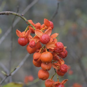 May include: Close-up of a branch with clusters of orange and red berries. The berries are round and clustered together, with some surrounded by orange, petal-like structures. The background is blurred, suggesting a natural outdoor setting.