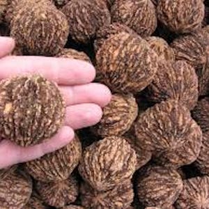 20 Black Walnut Tree Seeds, Juglans Nigra, Organic Planting Stock