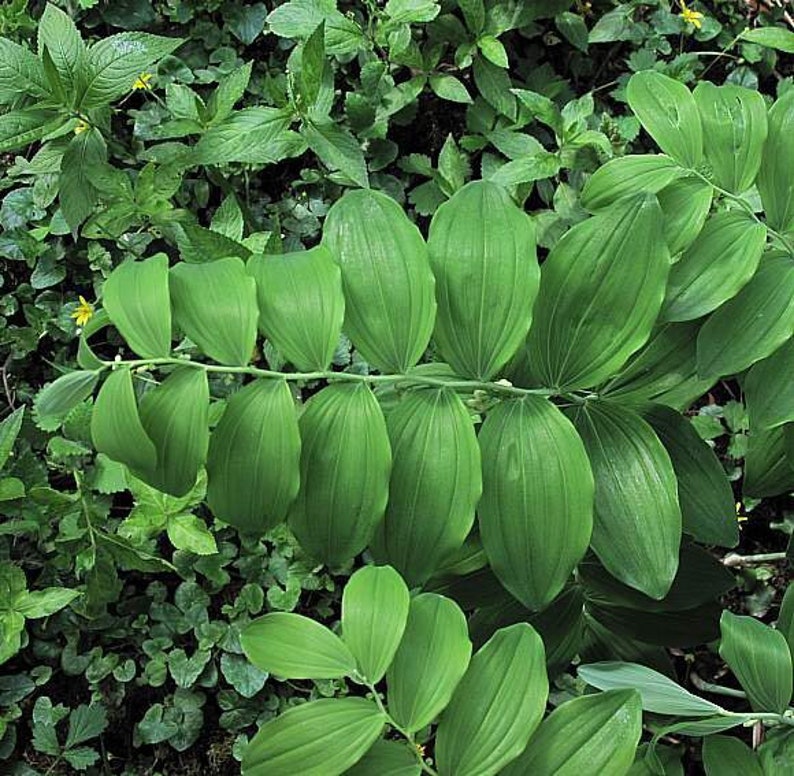 CaneCreekMeadows Solomon's Seal Plant