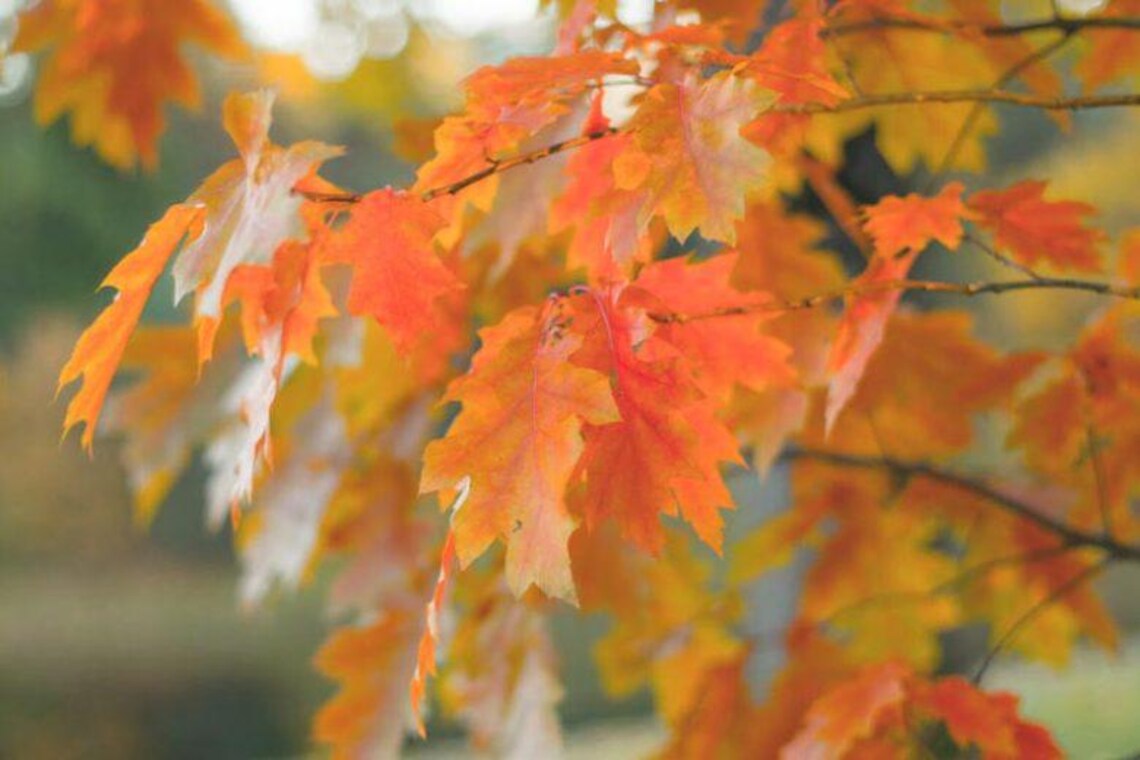 5 Northern Red Oak Tree 12-24" Quercus Rubra Bare Root Starter Plant - Etsy