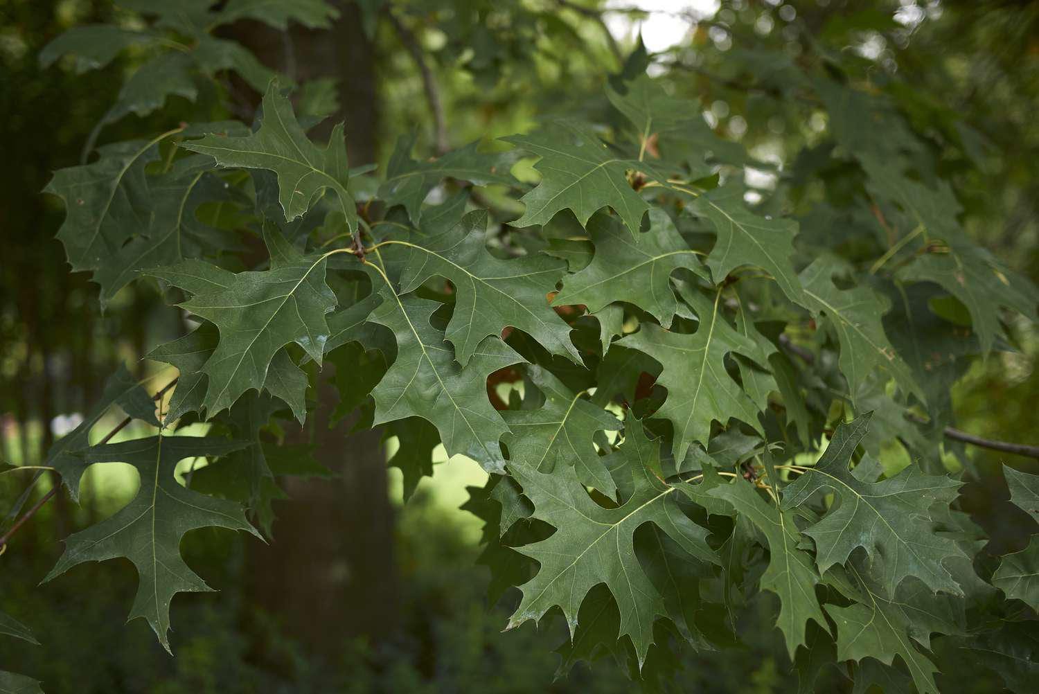 1 Pin Oak Tree 12-24" Quercus Palustris Bare Root Starter Plant - Etsy