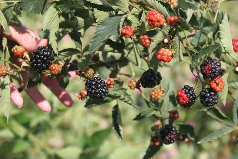 May include: Close-up of a blackberry bush with green leaves and clusters of ripe, black blackberries. Some berries are still red and unripe. The image shows a hand reaching towards the berries.