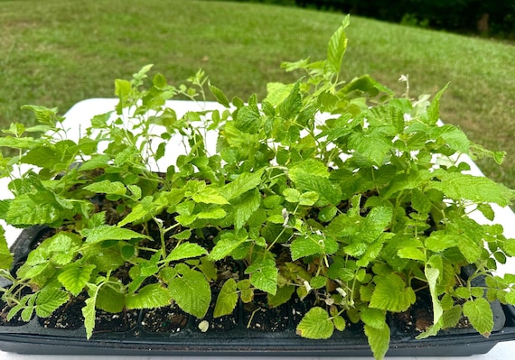 Mysore Raspberry Bush – 3 Live Starter Plants, Rubus Niveus Edible Fruit Plant