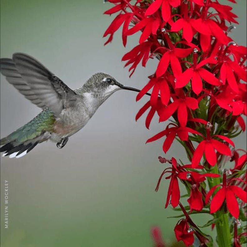 10 Cardinal Flower Lobelia Cardinalis Bare Root - Etsy
