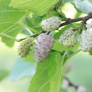 May include: Close-up of white mulberries growing on a branch with green leaves. The mulberries are clustered together and have a slightly fuzzy texture.
