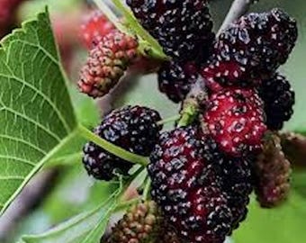 5 Dwarf Everbearing Mulberry Tree Starters, Bare Root, Cold Hardy