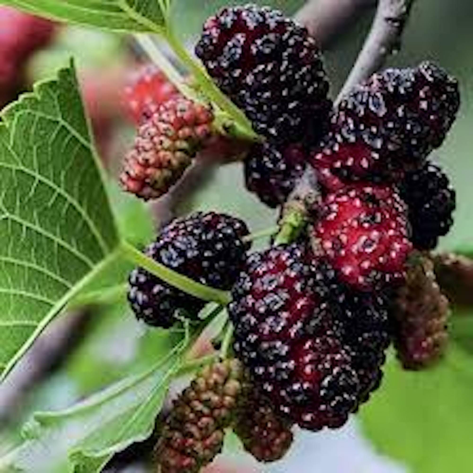 1 morera enana, mora enana de frutos perennes, mora sp., fruta de raíz desnuda, planta nativa resistente al frío
