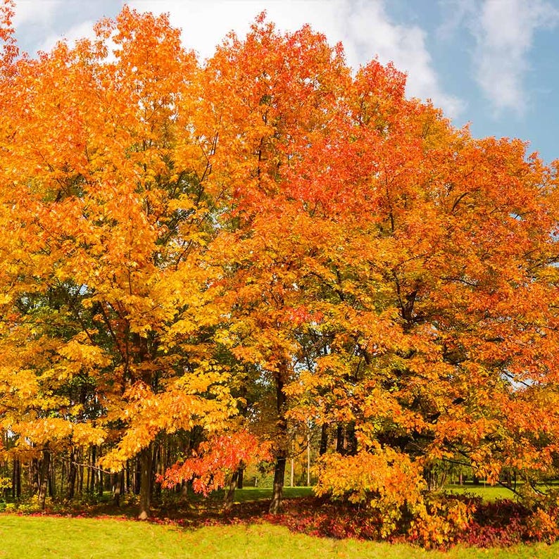 5 Northern Red Oak Tree 12-24" Quercus Rubra Bare Root Starter Plant - Etsy
