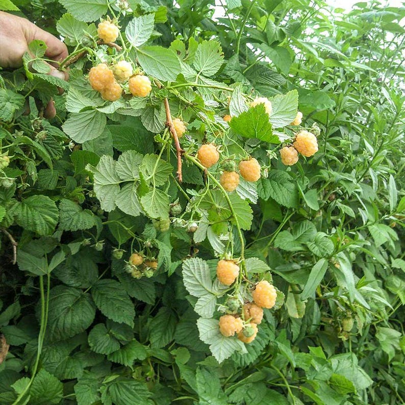 Fall Gold Raspberry Specimen 5 Fall Gold Raspberry Plant Starter Plugs - Thornless Rubus Ideaus - Etsy