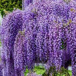May include: A close-up of a wisteria plant in full bloom, showcasing cascading clusters of vibrant purple flowers. The image highlights the dense, textured appearance of the blossoms, with hints of green foliage in the background.