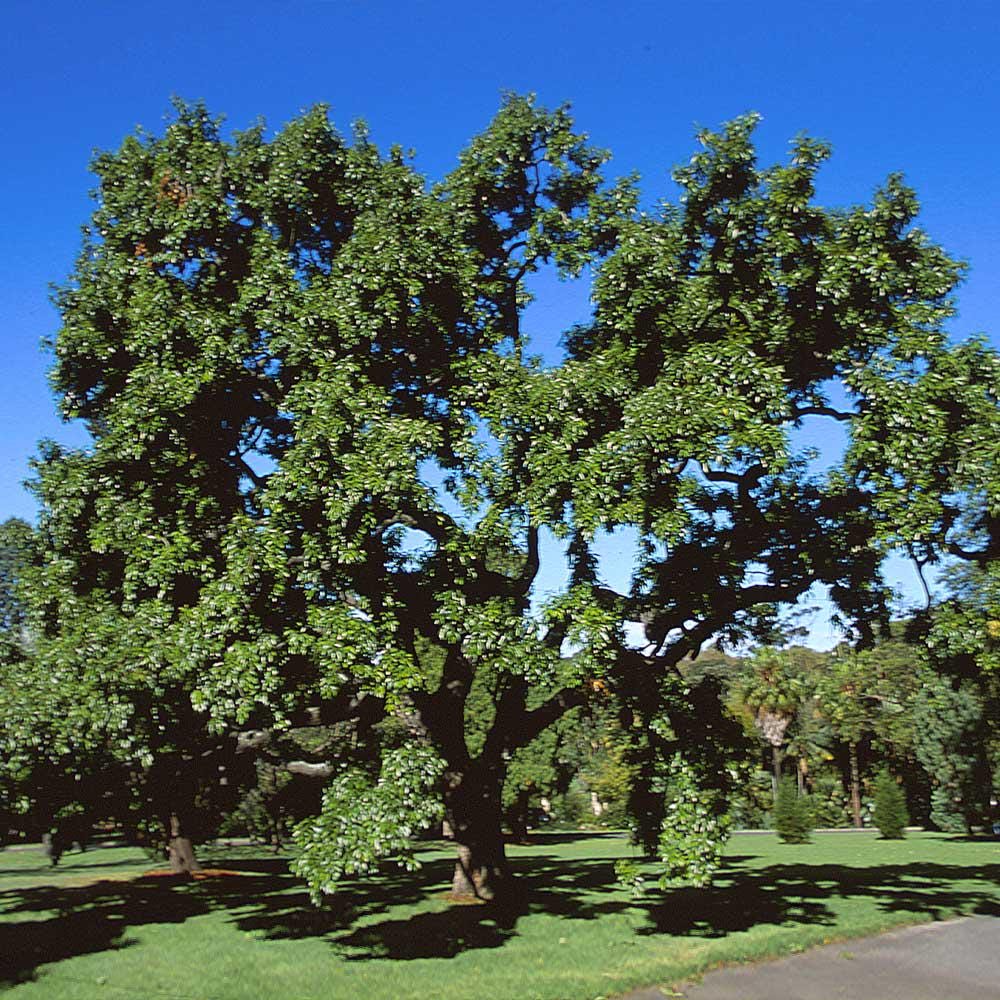 1 Sawtooth Oak Tree 12-24" Quercus Acutissima Bare Root Starter Plant ...