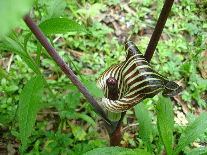 CaneCreekMeadows Jack In The Pulpit Plant