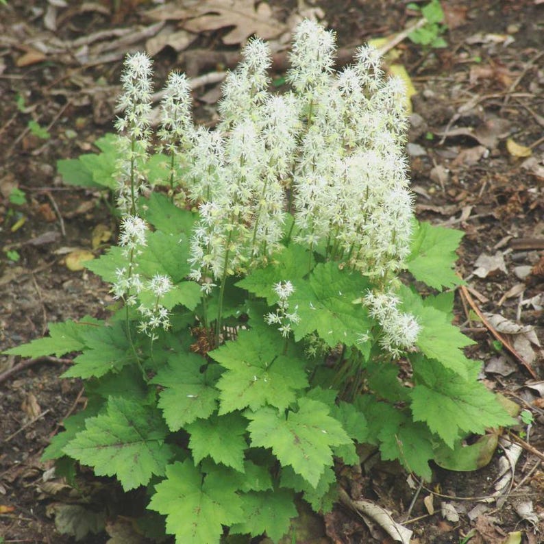 10 Foam Flower Bare Root Tiarella cordifolia bild 4