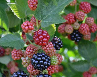 May include: Close-up of a blackberry bush with green leaves and clusters of berries in various stages of ripeness. Berries range in color from red to black. The image is well-lit, showcasing the texture and detail of the fruit.