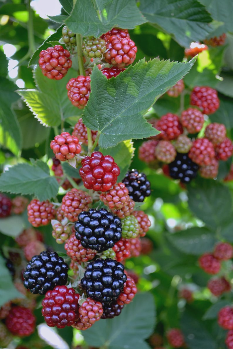 K&ouml;nnte beinhalten: Nahaufnahme eines Brombeerstrauchs mit gr&uuml;nen Bl&auml;ttern und Trauben von Beeren in verschiedenen Reifestadien. Die Beeren reichen von rot bis schwarz. Das Bild ist gut beleuchtet und zeigt die Textur und Details der Frucht.