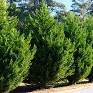 Puede incluir: Una hilera de árboles de hoja perenne verdes plantados en línea, creando un seto natural o una pantalla de privacidad.