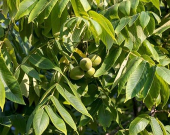 3 White Walnut Tree (Juglans cinerea), 12-24in Tall, (Quart Pot)