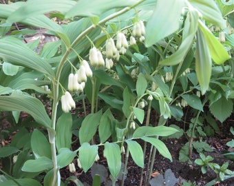 5 Solomons Seal Plant Bare Root Polygonatum Biflorum Organic Transplant