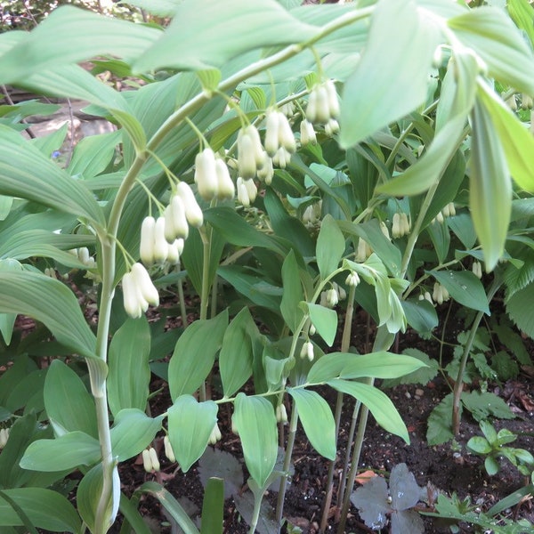 5 Solomons Seal Plant Bare Root Polygonatum Biflorum Organic Transplant