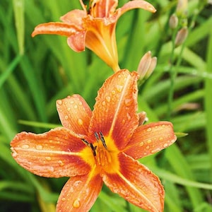 10 Wild Orange Day Lilly Plants ( Root System Only) Twany Ditch Lilly Bare Root Water Garden Perennial Plant