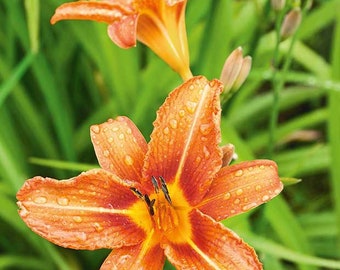 20 Wild Orange Day Lilly Plants ( Root System Only) Twany Ditch Lilly Bare Root Water Garden Perennial Plant