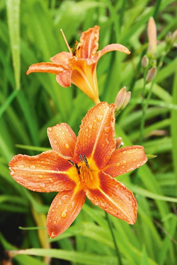 10 Wild Orange Day Lilly Plants Root System Only Twany - Etsy