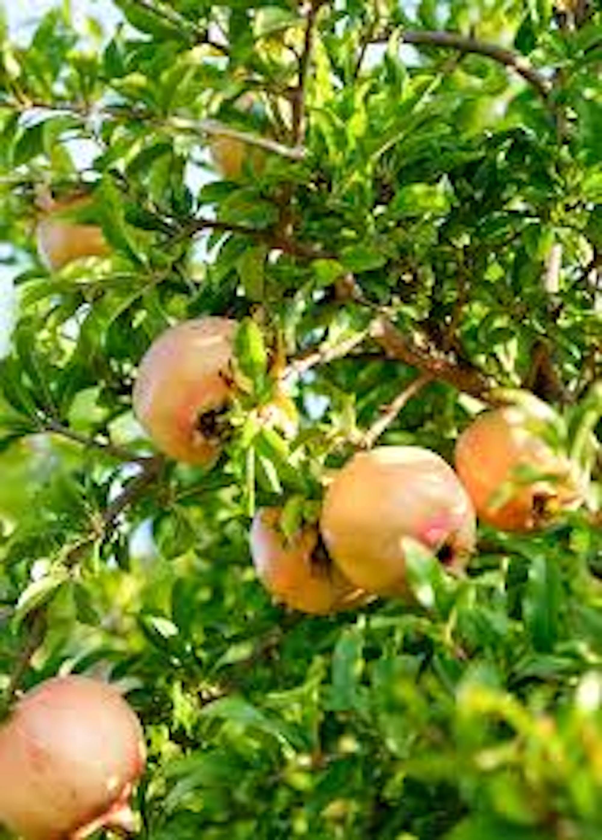 Azadi Pomegranate Punica Granatum Azadi Fruit Starter Plant - Etsy