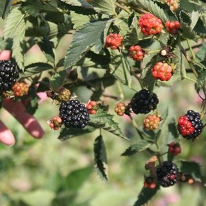 May include: Close-up of a blackberry bush with green leaves and clusters of ripe, black blackberries. Some berries are still red and unripe. The image shows a hand reaching towards the berries.